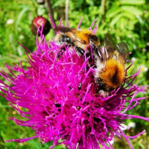 Beseda s včelařkou v sekundě