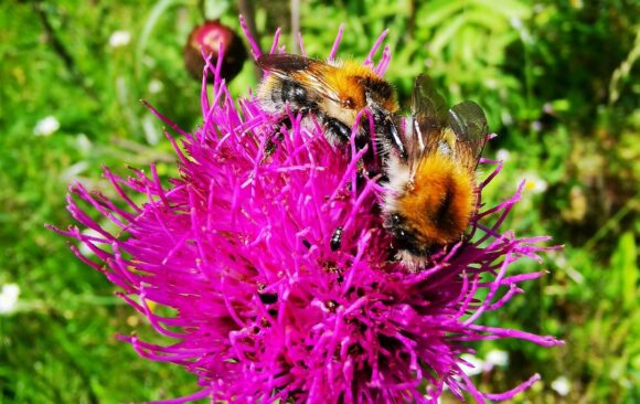 Beseda s včelařkou v sekundě